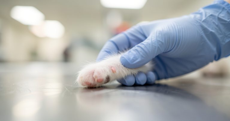 Métiers animaliers : formations, diplômes et débouchés en 2026